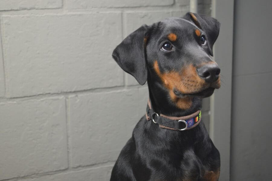 doberman