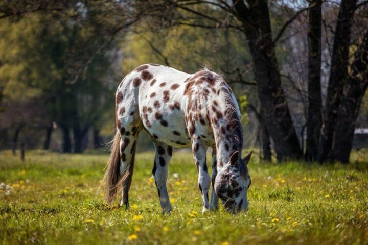 koń appaloosa