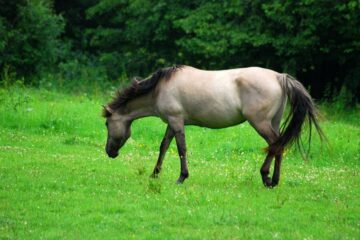 konik polski