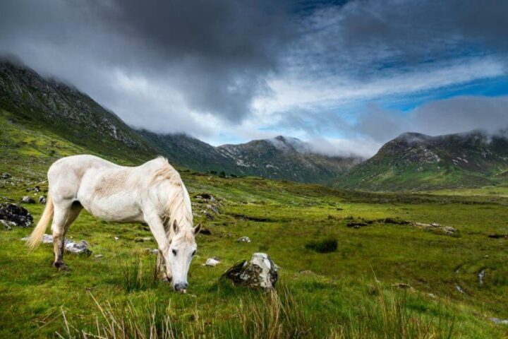 kuc connemara