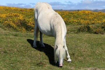 kuc dartmoor