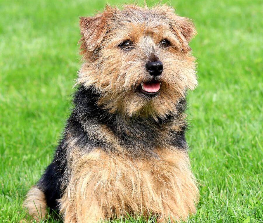 Norfolk terrier siedzi na trawie