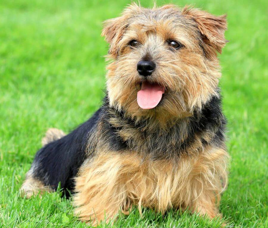 Norfolk terrier na trawie