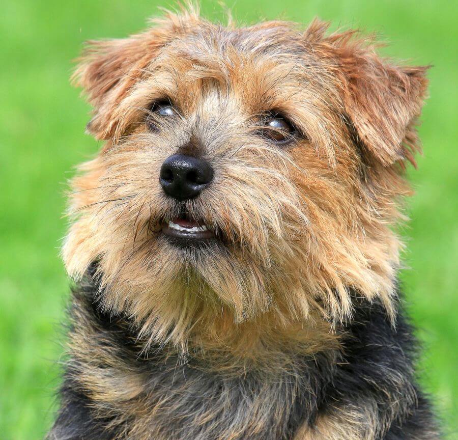 Norfolk terrier patrzy w górę