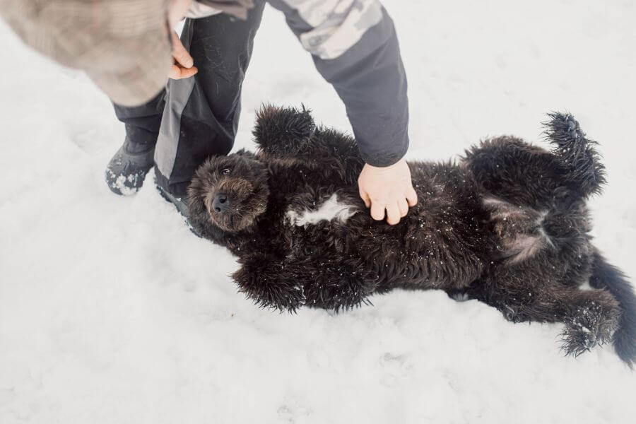 bouvier des flandres leży na śniegu