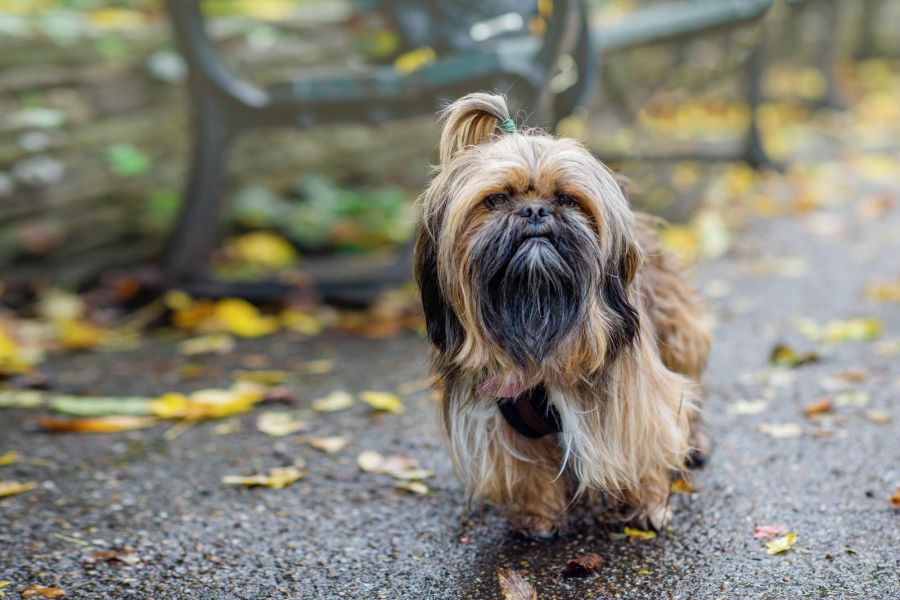 shih tzu rasy blachcefaliczne