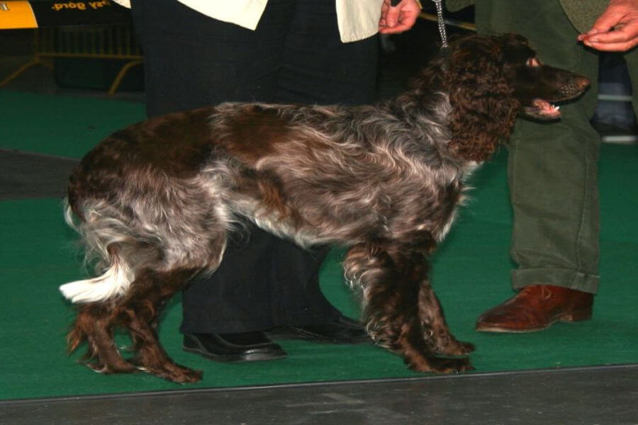 spaniel pont-audemer na wystawie psów