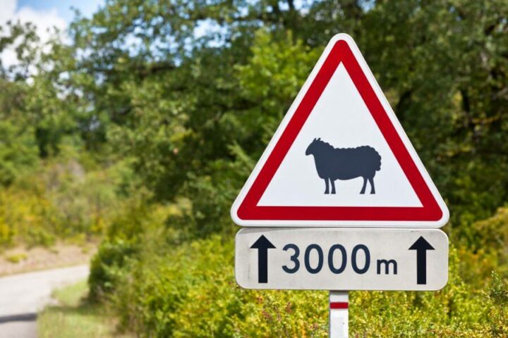 triangular traffic sign warning sheep road rural road background