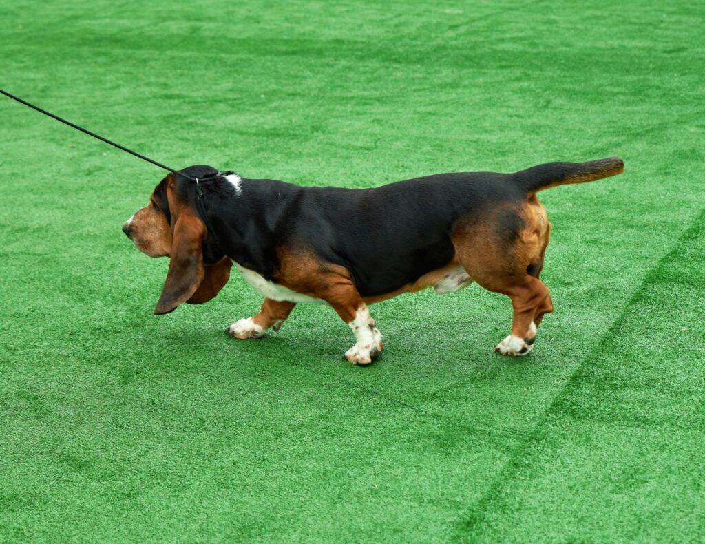 Basset artezyjsko-normandzki na wystawie