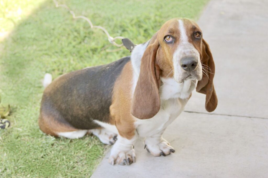 Basset artezyjsko-normandzki siedzi na chodniku