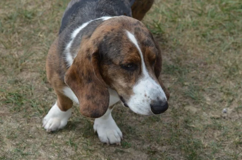 Basset artezyjsko-normandzki na trawie