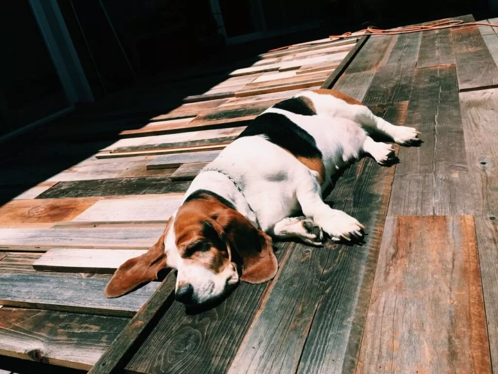 Basset artezyjsko-normandzki leży na deskach