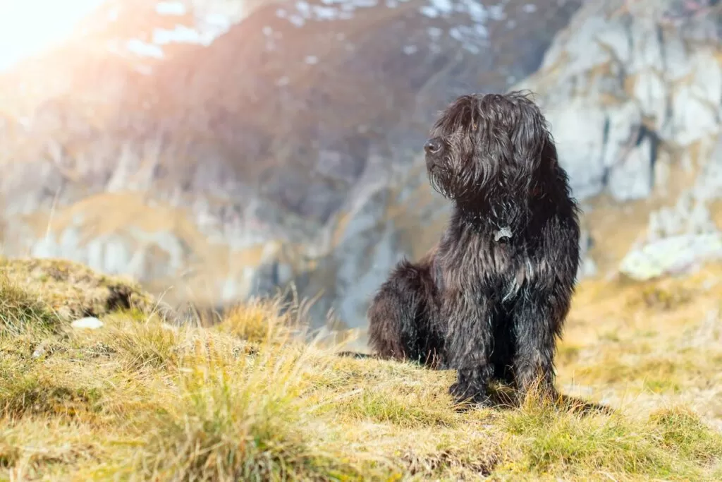 bergamasco siedzi w górach na stoku