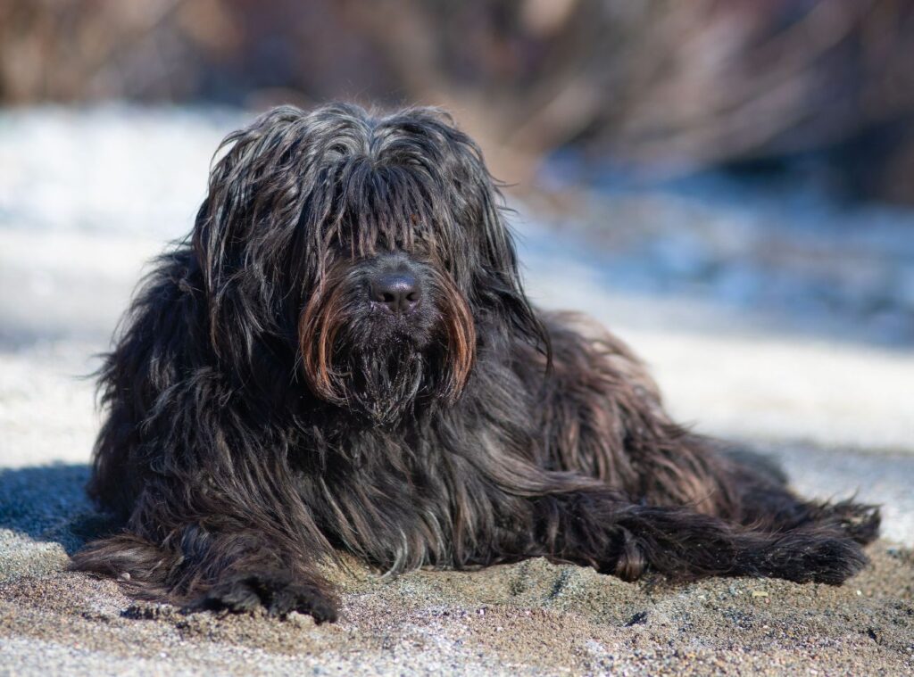 Bergamasco leży na dworze