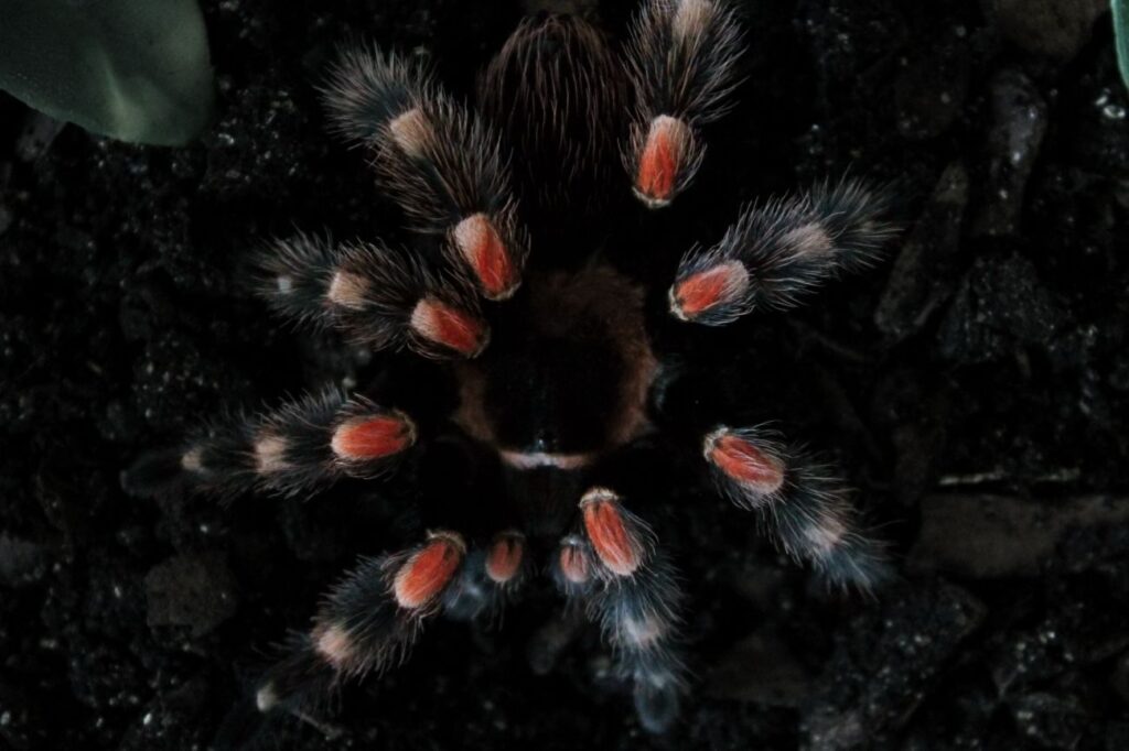 Brachypelma – jak wygląda ten pająk