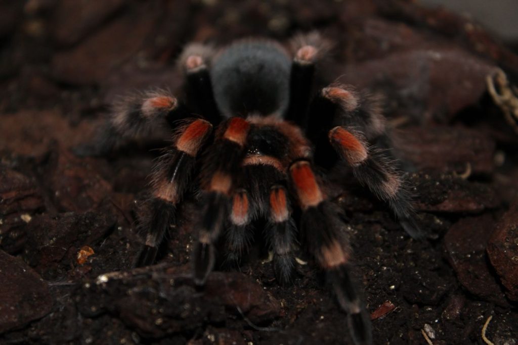 Brachypelma hamorii – biotop i występowanie