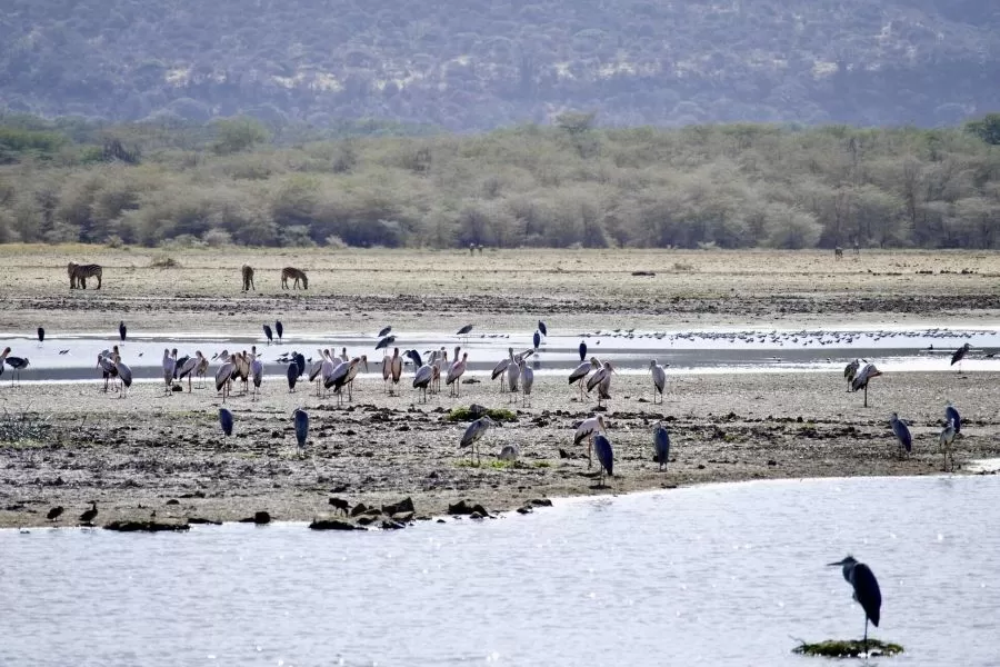 Jezioro manyara w Tanzanii 1