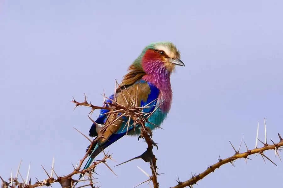 Ptaki w Serengeti safari w Tanzanii 1