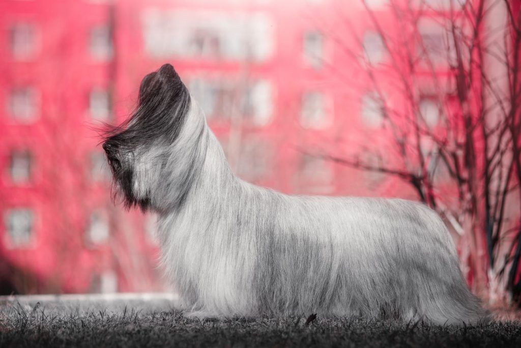 Skye terrier w pozycji wystawowej