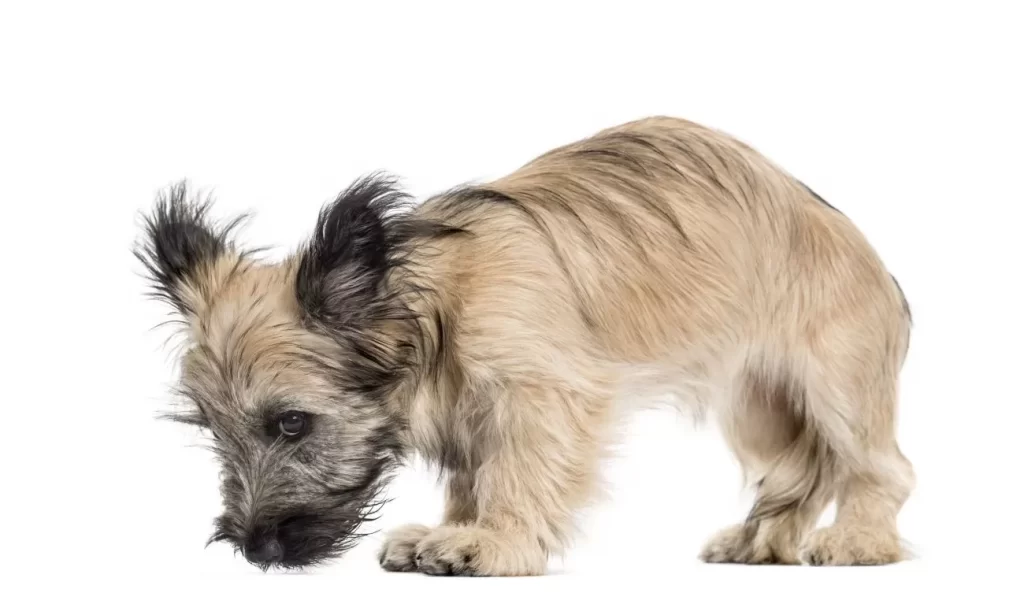 skye terrier mały węszy