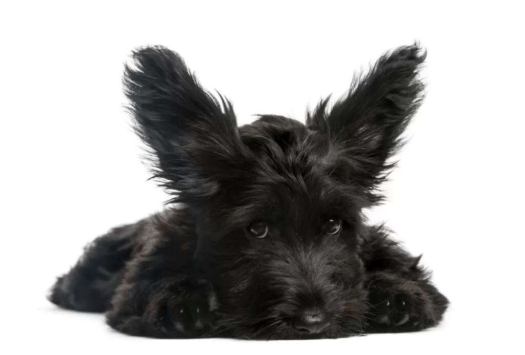 skye terrier czarny na białym tle