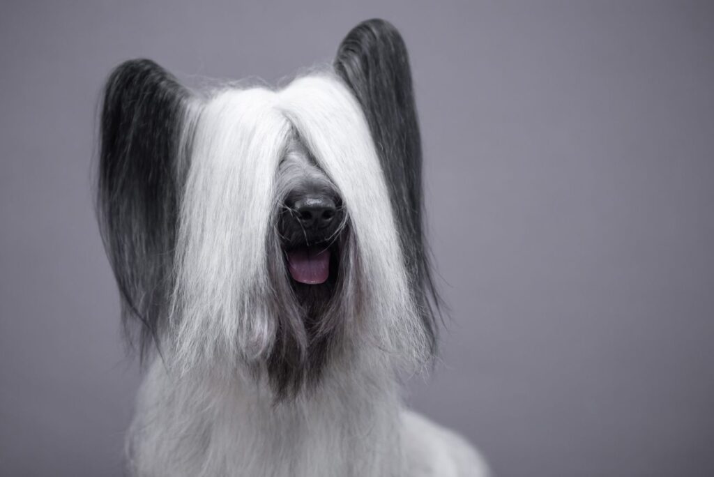 skye terrier na szarym tle