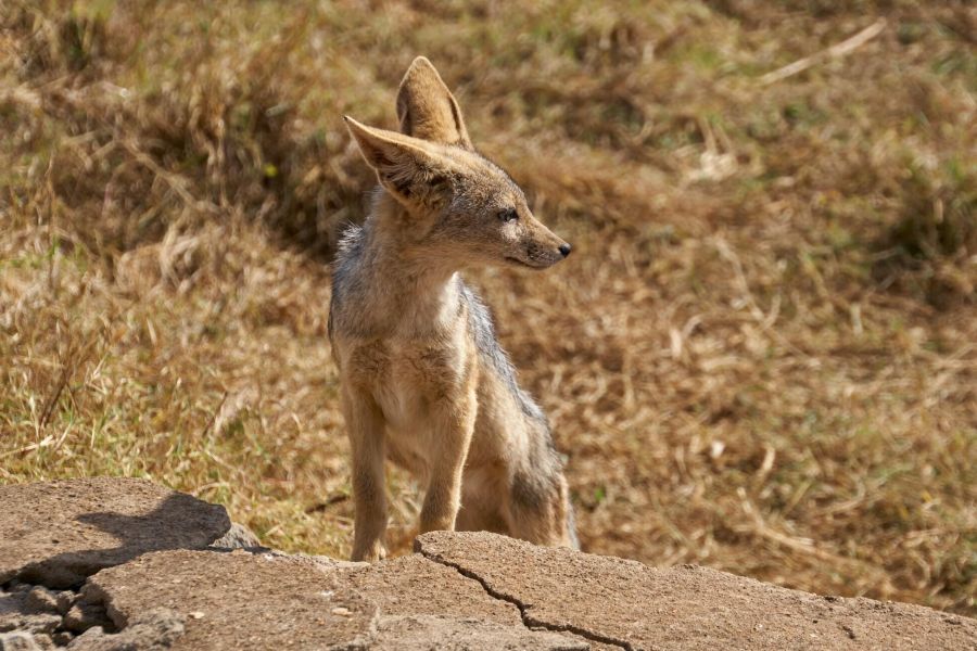 Szakal w Kraterze Ngorongoro 1