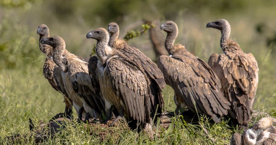 Tanzania sepy w Serengeti 1