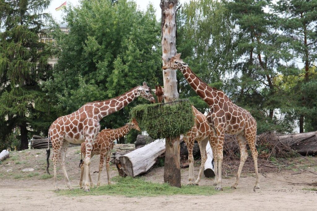 zoo wrocław bilety