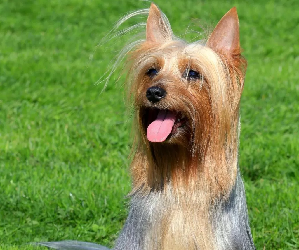 australian silky terrier na łące