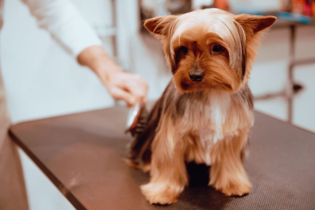 australian silky terrier podczas czesania