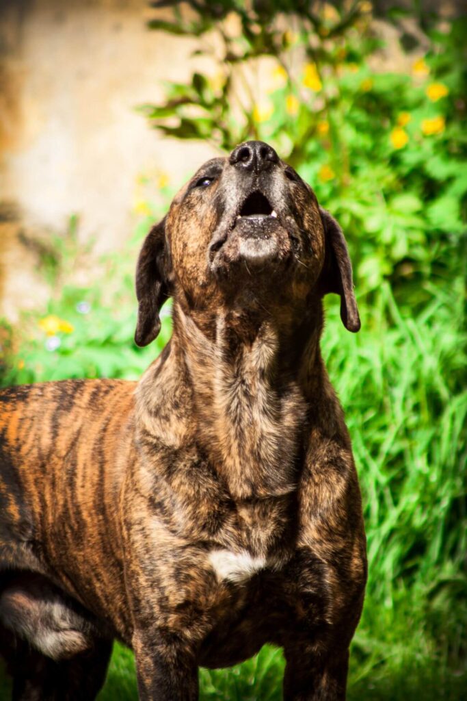 Bandog szczeka