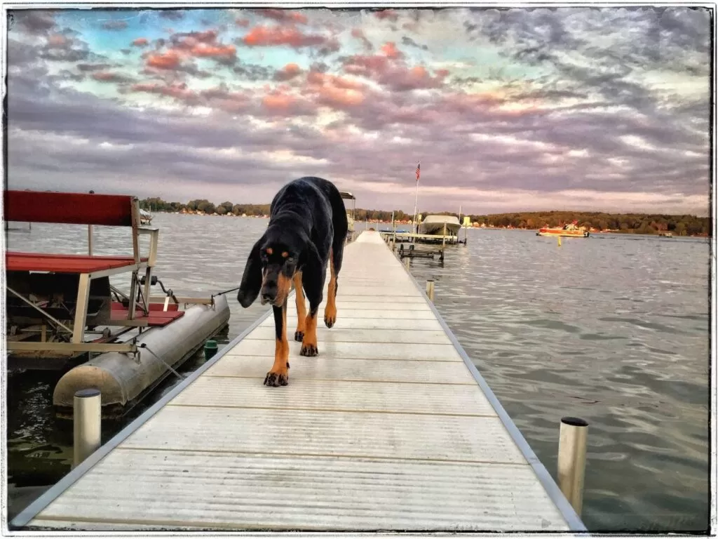 Black and tan coonhound na pomoście