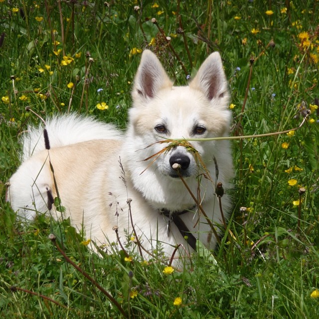 buhund norweski w trawie