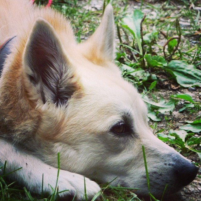 buhund norweski leży na trawie