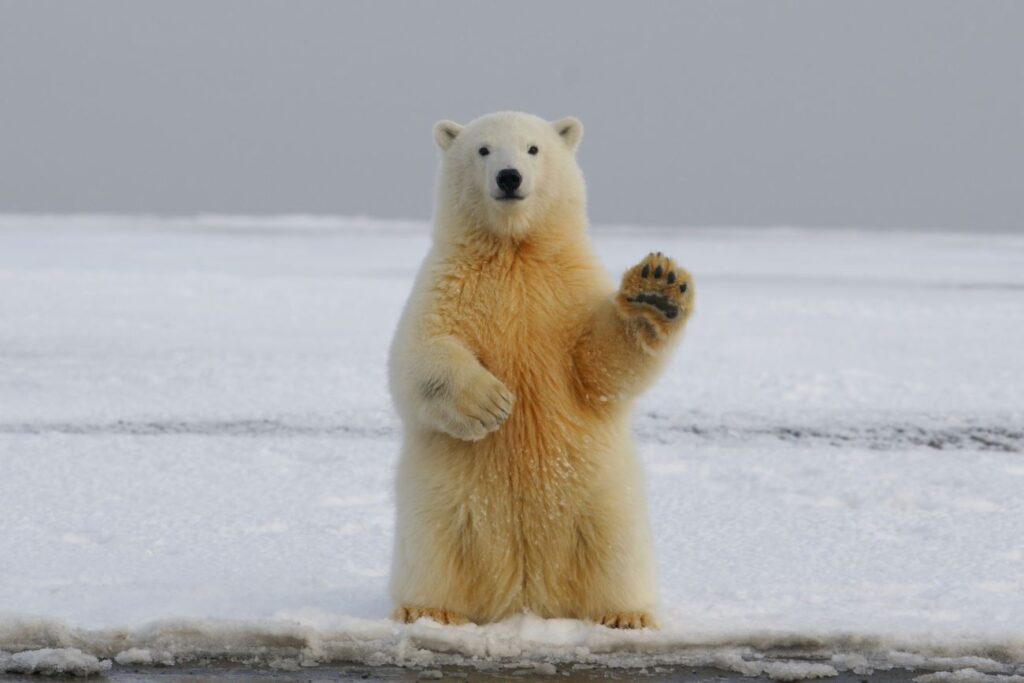 co je niedźwiedź polarny?