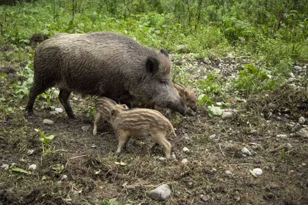 co jedzą dziki - gdzie