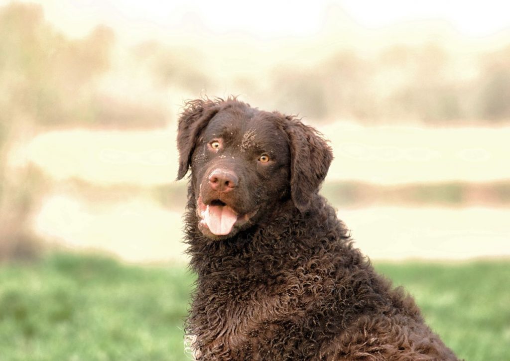 curly coated retriever siedzący