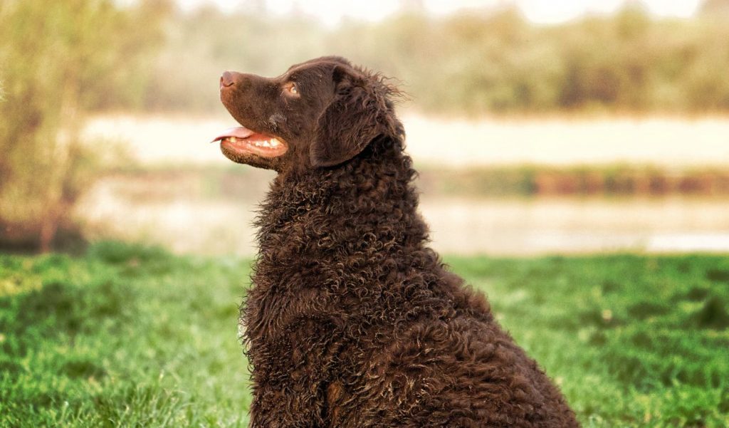 curly coated retriever siedzi na trawie