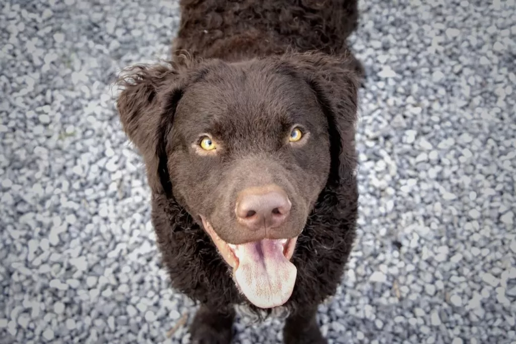 Curly coated retriever patrzy w górę