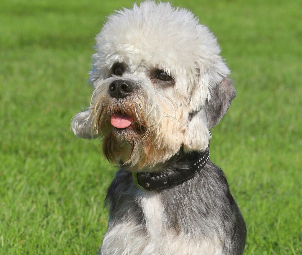 Dandie dinmont terrier w obroży na trawie