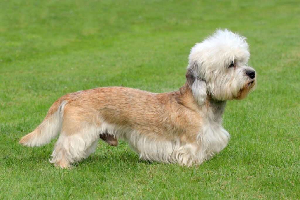 Dandie dinmont terrier pozycja wystawowa