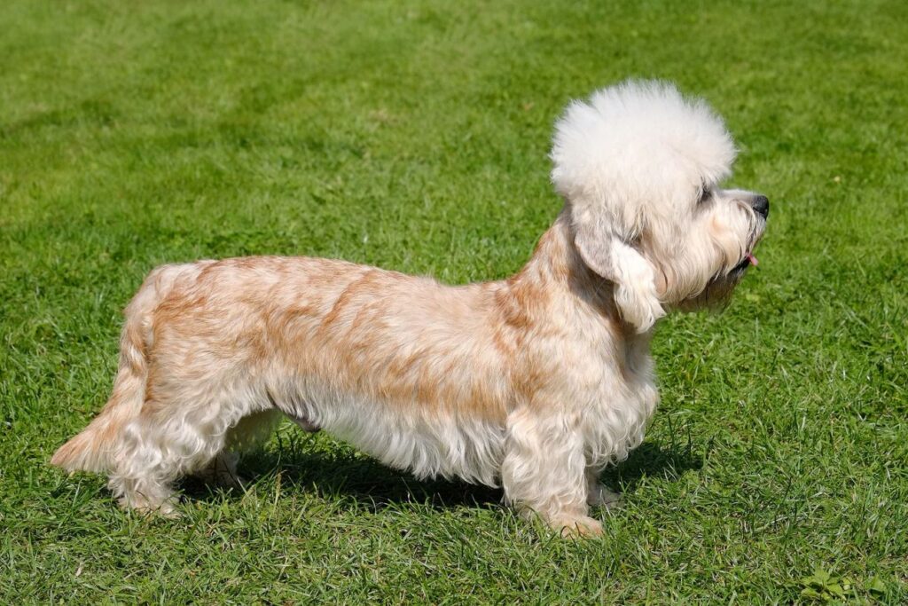 Dandie dinmont terrier stoi na trawie