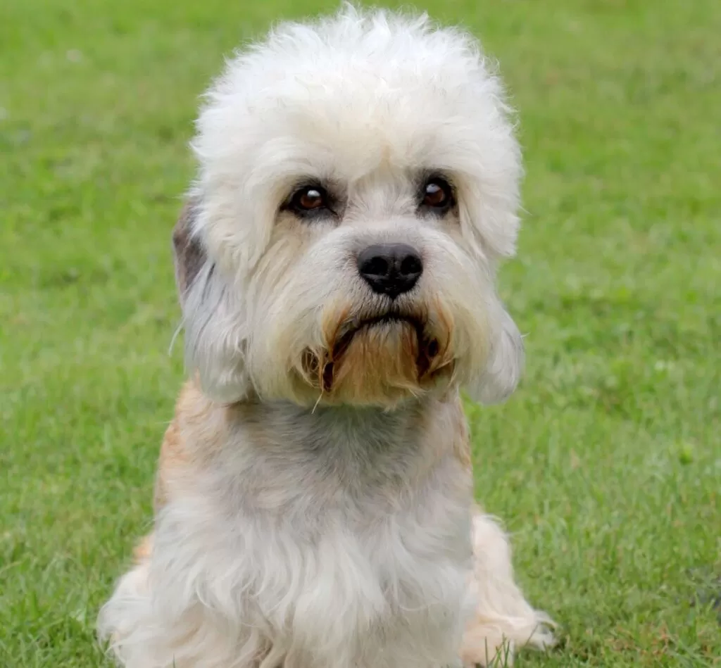 dandie dinmont terrier siedzi na trawie