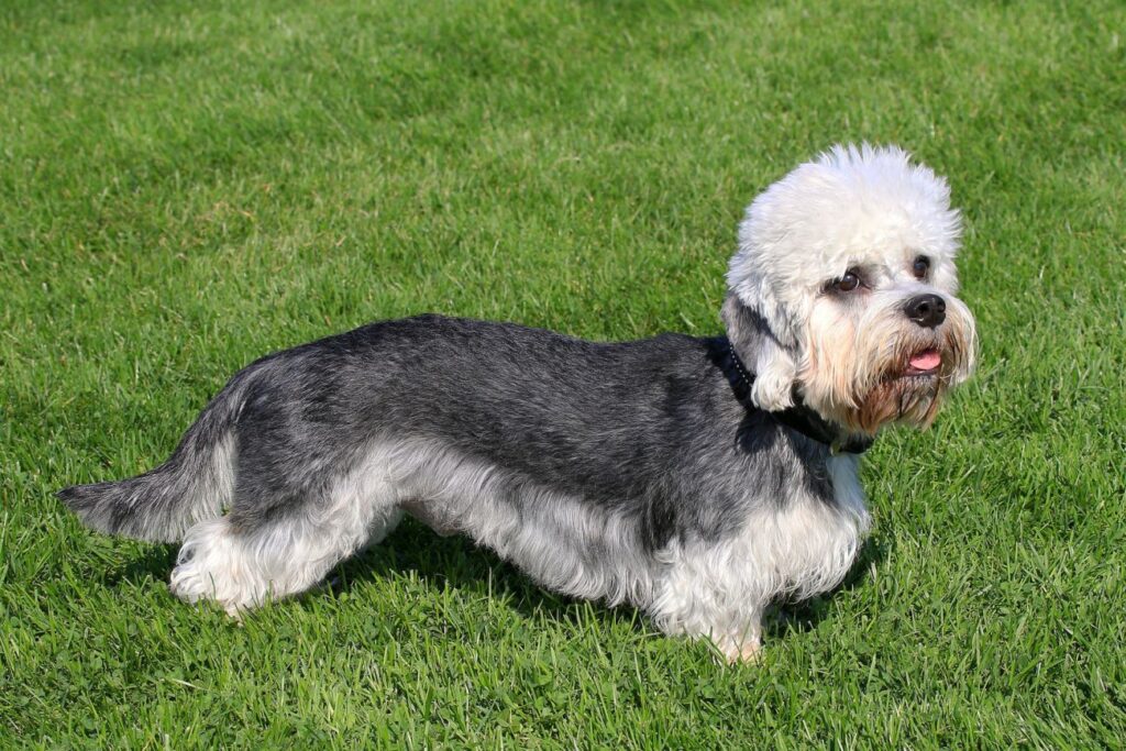 Dandie dinmont terrier sojący bokiem