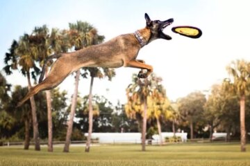 dogfrisbee