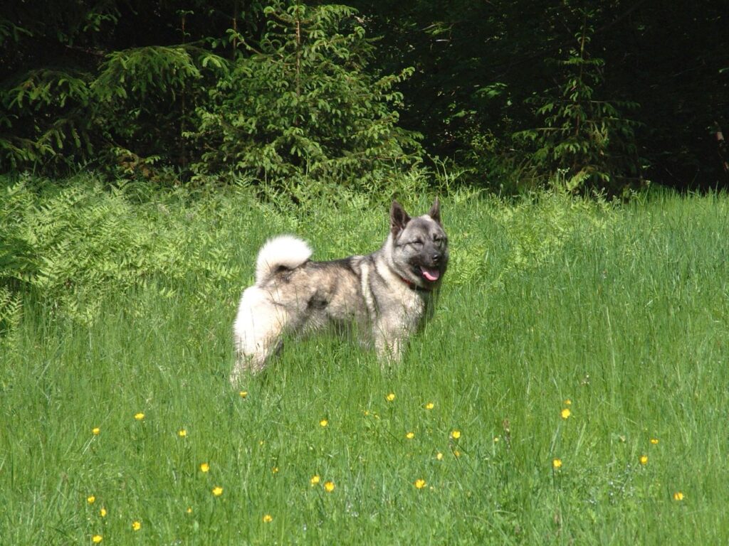 Elkhund szary stoi w trawie