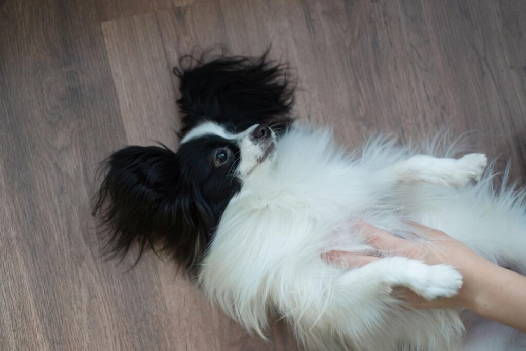 Papillon, czyli spaniel kontynentalny. Piesek z uszami niczym skrzydła motyla