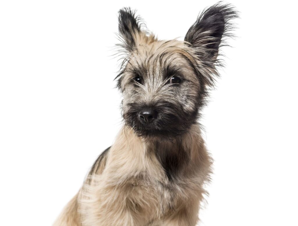 pies rasy skye terrier