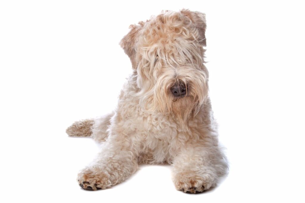 irlandzkie rasy psów Irish soft coated wheaten terrier